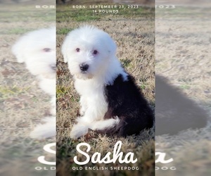 Old English Sheepdog Puppy for sale in GOLDEN CITY, MO, USA