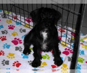 Schnoodle (Miniature) Puppy for sale in ORO VALLEY, AZ, USA