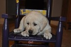 Small Photo #1 Labrador Retriever Puppy For Sale in LAKE CHARLES, LA, USA
