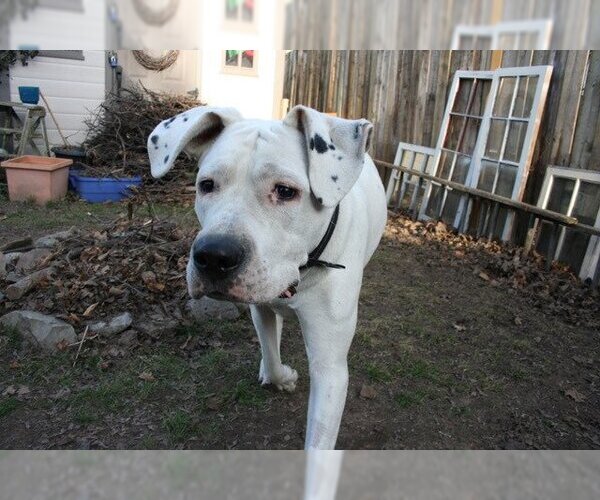Medium Photo #2 Dogo Argentino Puppy For Sale in Brights Grove, Ontario, Canada