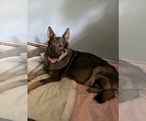 Mother of the German Shepherd Dog puppies born on 02/08/2025