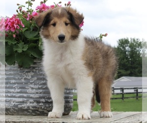 Collie Puppy for sale in FREDERICKSBURG, OH, USA