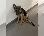 Small German Shepherd Dog