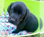 Small #7 Labrador Retriever