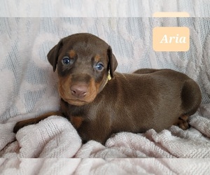 Doberman Pinscher Puppy for sale in POMEROY, OH, USA