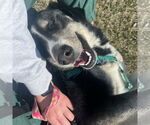 Small #15 Huskies  Mix