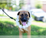 Small #7 German Shepherd Dog Mix