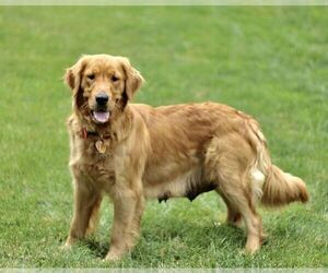 Mother of the Golden Retriever puppies born on 04/15/2024