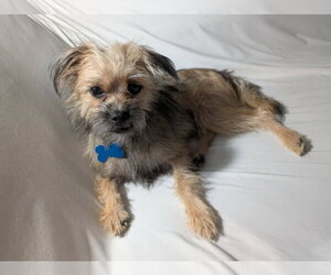 Chip - Male Mutt Dog for Adoption - Photo #2