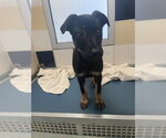 Small German Shepherd Dog Mix