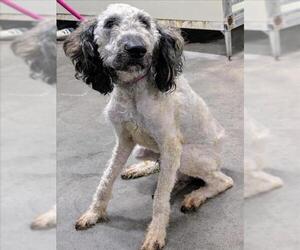 Goldendoodle Dogs for adoption in Forestville, MD, USA