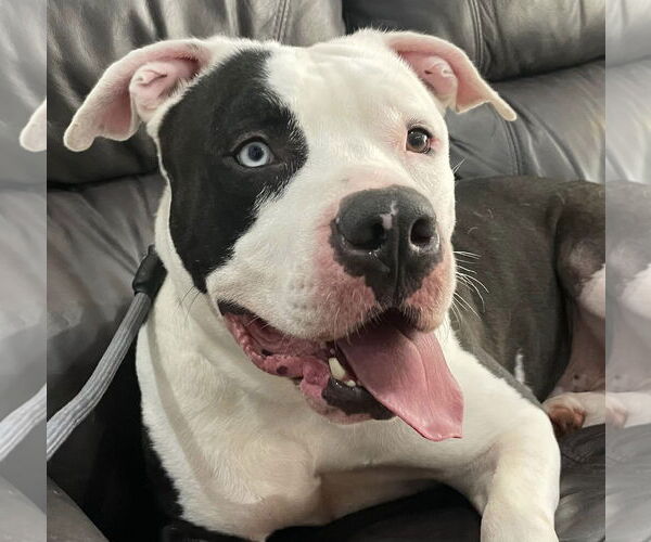 Medium Photo #15 American Bulldog Puppy For Sale in Pompano Beach , FL, USA