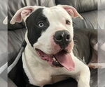 Small #14 American Bulldog