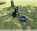 Small #2 Retriever  Mix