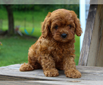 Small #2 Cavalier King Charles Spaniel-Poodle (Toy) Mix