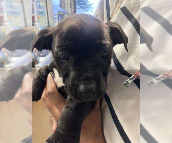 Medium Photo #1 Labrador Retriever Puppy For Sale in Stockton, CA, USA