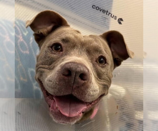 Medium Photo #2 Staffordshire Bull Terrier Puppy For Sale in Palmetto, FL, USA