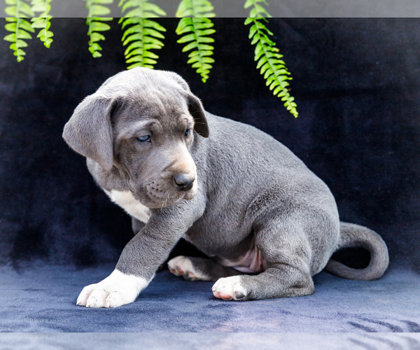 Medium Photo #12 Great Dane Puppy For Sale in WAKARUSA, IN, USA