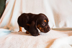 Small Photo #5 Basset Hound Puppy For Sale in ALFORD, IN, USA