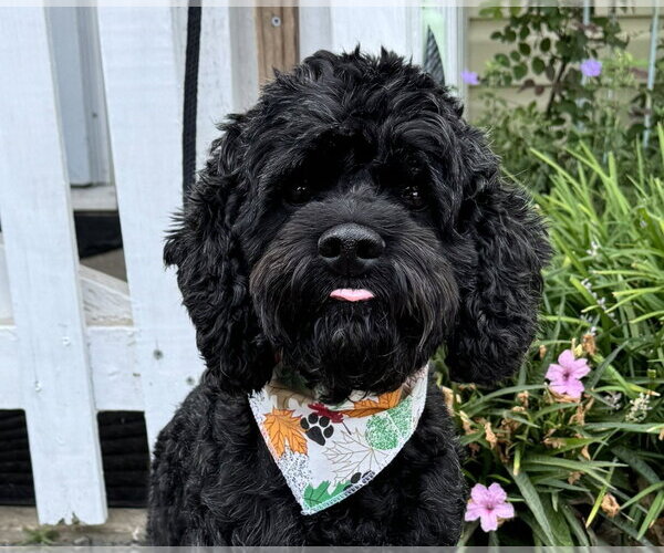Medium Photo #3 Cockapoo (Miniature) Puppy For Sale in Benton, LA, USA