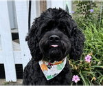 Small #2 Cockapoo (Miniature)