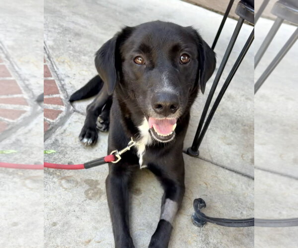Medium Photo #1 Labrador Retriever-Unknown Mix Puppy For Sale in San Diego, CA, USA