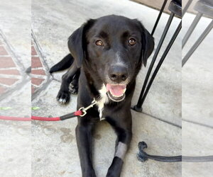 Labrador Retriever-Unknown Mix Dogs for adoption in San Diego, CA, USA