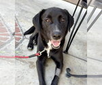 Osa - Female Labrador Retriever-Unknown Mix Dog for Adoption - Small photo