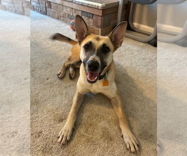 Medium Photo #5 German Shepherd Dog-Unknown Mix Puppy For Sale in Foristell, MO, USA
