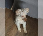 Small #10 Mutt
