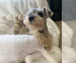 Small Photo #7 Schnauzer (Miniature) Puppy For Sale in MISSION, KS, USA