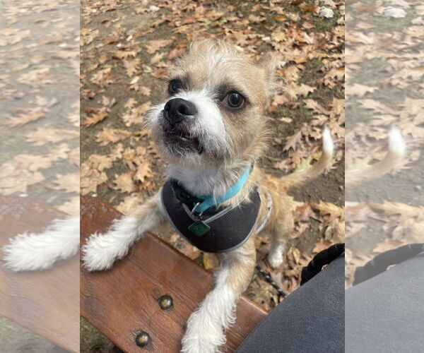 Medium Photo #8 Cairn Terrier-Unknown Mix Puppy For Sale in Clarkston, MI, USA