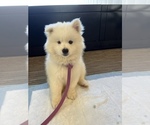 Small #8 American Eskimo Dog