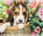 Small #3 Beagle
