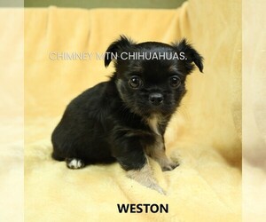 Chihuahua Puppy for sale in MUSKOGEE, OK, USA