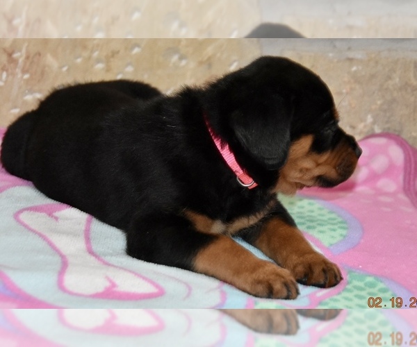 Medium Photo #3 Rottweiler Puppy For Sale in CELE, TX, USA