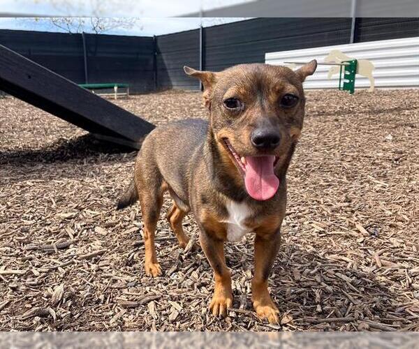 Medium Photo #1 Chihuahua-Parson Russell Terrier Mix Puppy For Sale in Orange, CA, USA