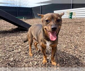 Chihuahua-Parson Russell Terrier Mix Dogs for adoption in Orange, CA, USA