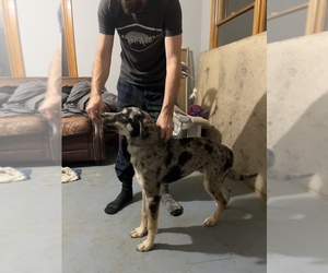 Catahoula Leopard Dog-Siberian Husky Mix Puppy for sale in HARTFORD, WI, USA