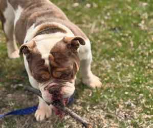 Father of the Olde English Bulldogge puppies born on 08/12/2026