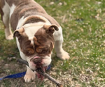 Small Photo #1 Olde English Bulldogge Puppy For Sale in HAMMOND, IN, USA