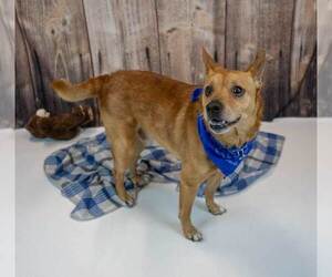 Conan - Male Unknown-pomeranian spitz Mix Dog for Adoption - Photo #2