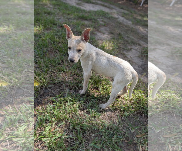 Medium Photo #1 Mutt Puppy For Sale in The Woodlands, TX, USA