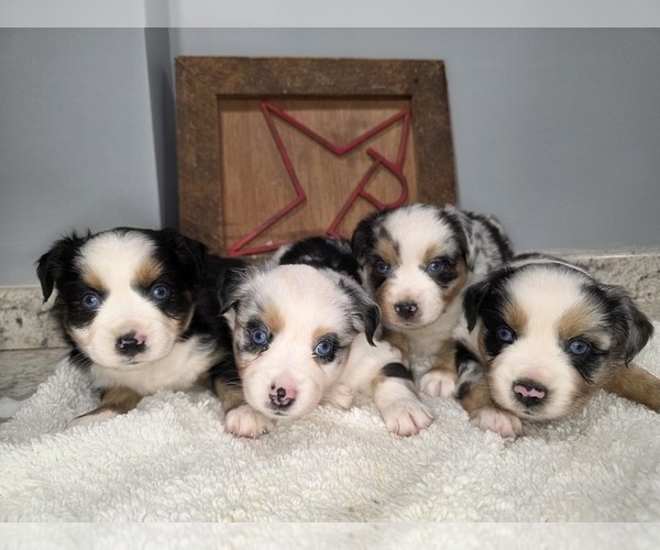 Medium Photo #1 Miniature Australian Shepherd Puppy For Sale in RUSSELLVILLE, AL, USA