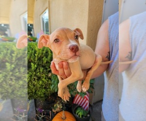 American Pit Bull Terrier Puppy for sale in VISALIA, CA, USA