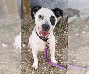 American Staffordshire Terrier-Unknown Mix Dogs for adoption in San Antonio, TX, USA