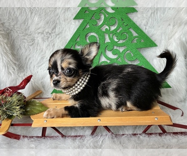 Medium Photo #5 Chihuahua Puppy For Sale in NEWVILLE, PA, USA