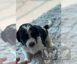 Small #2 Goldendoodle