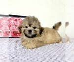 Small #2 Shih-Poo
