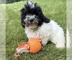 Image preview for Ad Listing. Nickname: Ava